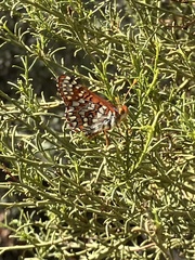 Euphydryas chalcedona hennei