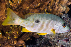 Lutjanus monostigma