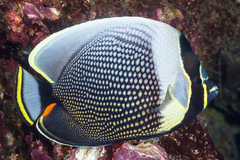 Chaetodon reticulatus