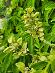 Serjania paucidentata