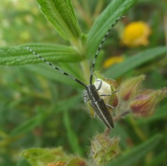 Agapanthia suturalis