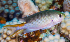 Neopomacentrus miryae