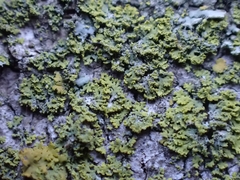 Candelaria concolor