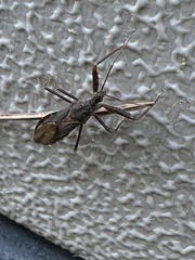 Acholla multispinosa