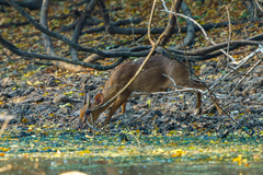 Nesotragus moschatus