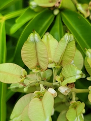 Serjania paucidentata