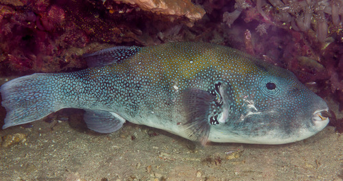 Bluespotted Puffer — seen at this dive site
