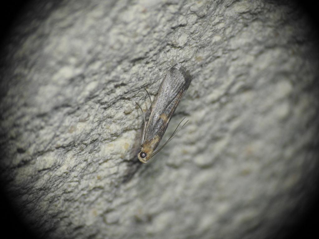Oxybia transversella