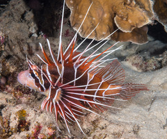 Pterois radiata