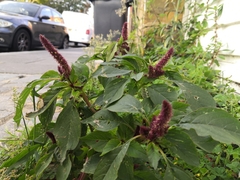 Amaranthus caudatus