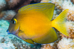 Ctenochaetus flavicauda