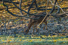 Nesotragus moschatus