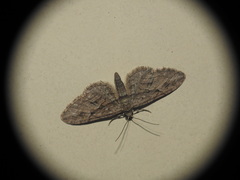 Eupithecia oxycedrata
