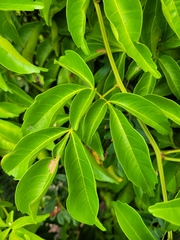 Serjania paucidentata