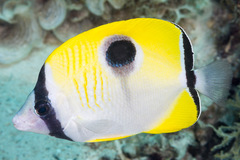 Chaetodon unimaculatus