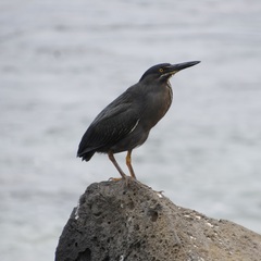 Butorides striata sundevalli