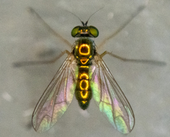 Dolichopodidae
