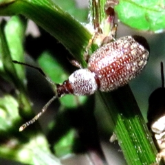 Otiorhynchus cribricollis