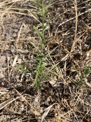 Gutierrezia sarothrae