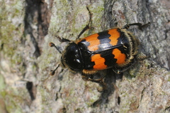 Nicrophorus vespillo