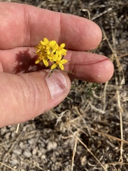 Gutierrezia sarothrae