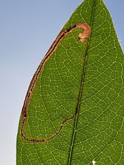 Lyonetia