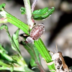 Otiorhynchus cribricollis