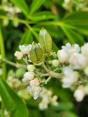 Serjania paucidentata