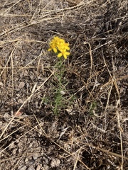 Gutierrezia sarothrae