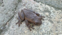 Trachycephalus vermiculatus