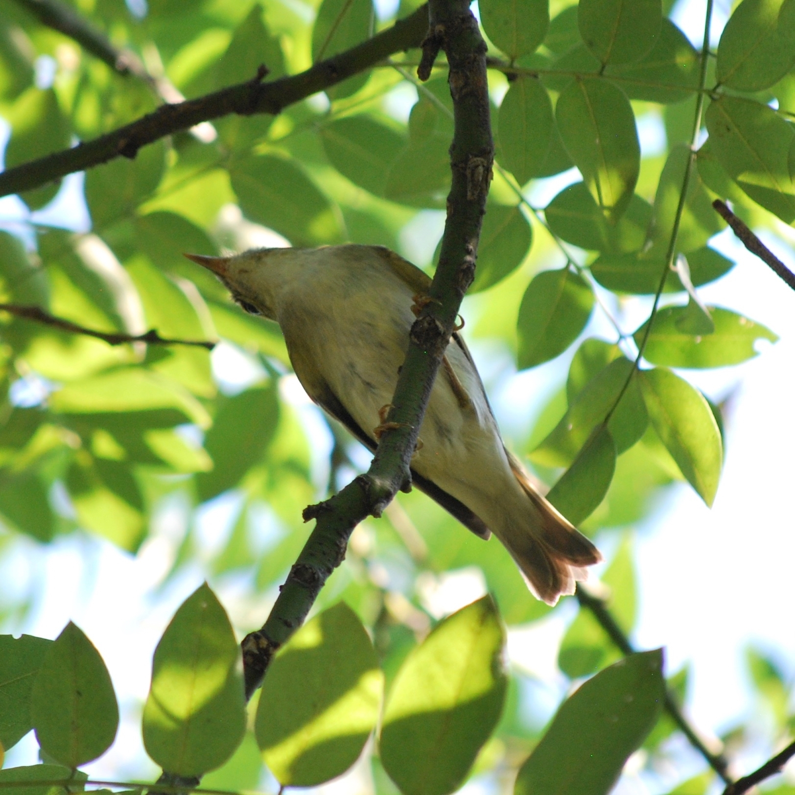 Arctic Warbler