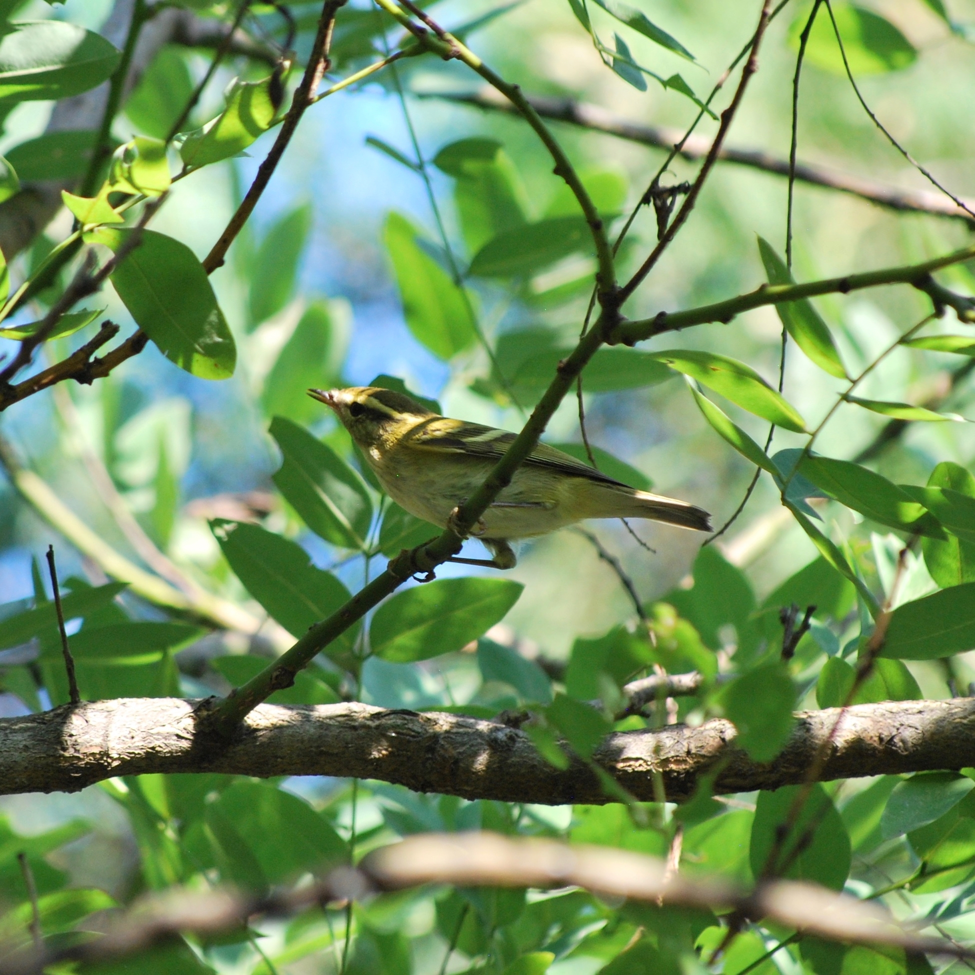 Arctic Warbler