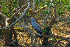 Polyboroides typus