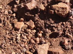Solenopsis aurea