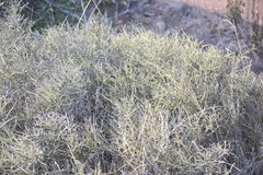 Adolphia californica