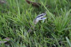 Leptophis ahaetulla marginatus