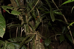 Aechmea racinae