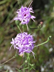 Liatris ohlingerae