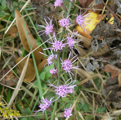 Liatris gracilis