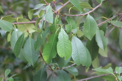 Prunus serotina