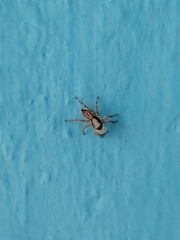 Menemerus bivittatus