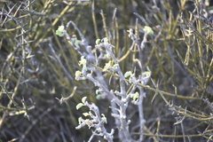 Euphorbia misera