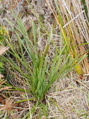 Aciphylla traversii