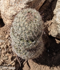 Mammillaria grahamii