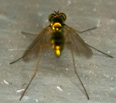 Dolichopodidae