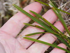 Aciphylla traversii