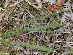 Aciphylla traversii