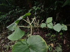 Piper umbellatum