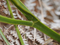 Aciphylla traversii