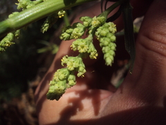 Valeriana polystachya